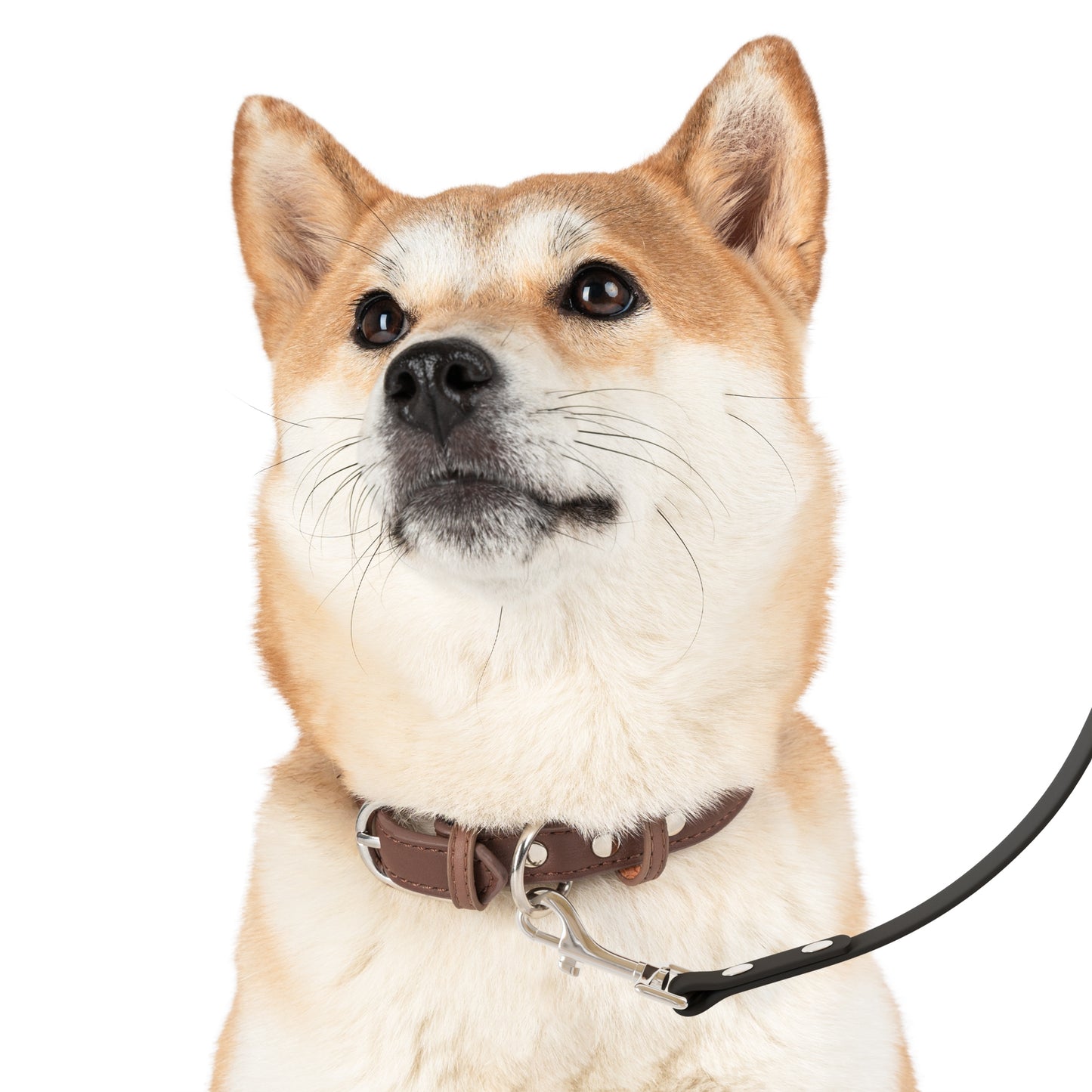 Roses Red Leash